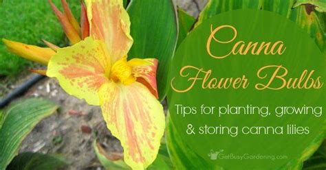 Canna Lily Care Guide Complete Guide For How To Grow Canna Lilies