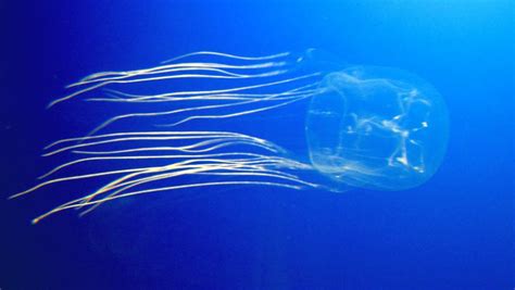 Scientists Discover Potential Antidote To Box Jellyfish Venom