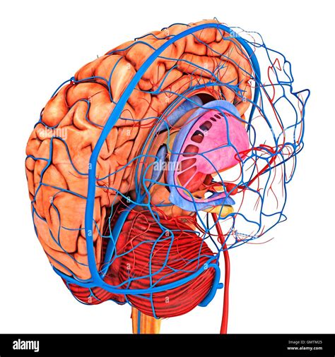 Brain Vascular System And Blood Supply Artwork Showing The Brain Stock