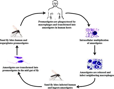 Life Cycle Of Major Protozoan Leishmania Donovani Life Cycle Sexiz Pix