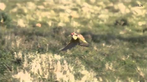 economy class flight weasel hitching ride on the back of woodpecker youtube