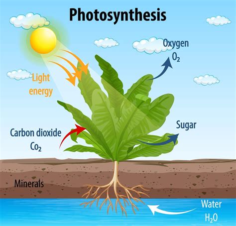 Diagram Showing Process Of Photosynthesis Illustratio