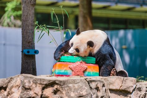 Smithsonians National Zoo Celebrates Giant Panda Bei Bei Flickr