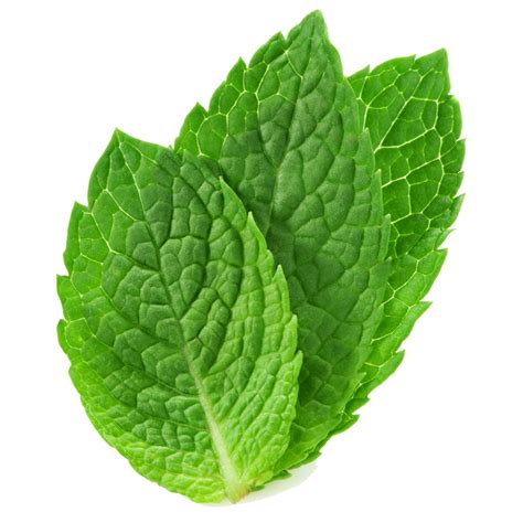 Peppermint PNG images free download, mint PNG