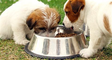 It can be tempting to intervene whenever your precious female dog is giving birth. How Much Do You Know About Feeding Your Dog?