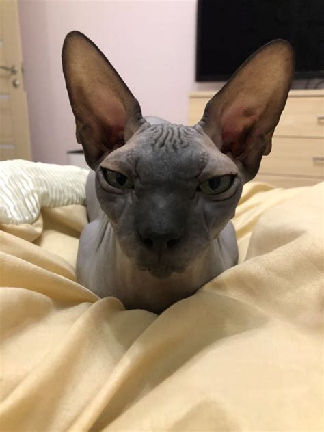 Create Meme The Sphynx Breed Sphynx Cat Cat Sphynx Pictures