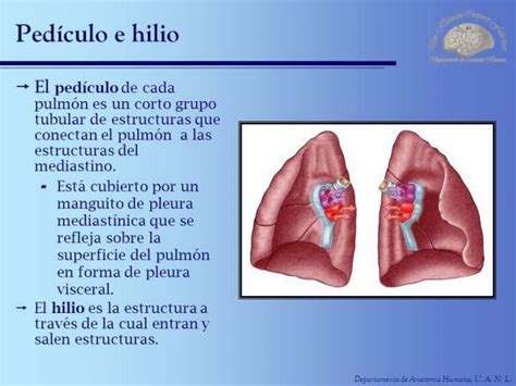 Anatomia Lungs Locație Formă și Părți