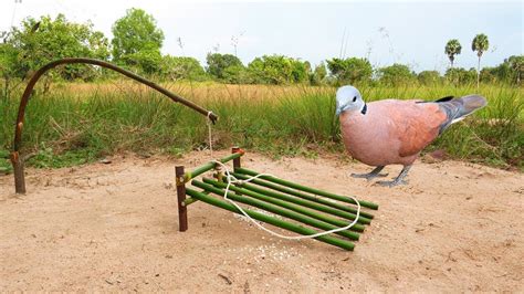 Fantastic Unique Bird Trap Using Wood Band Build Easy Bird Trap Youtube