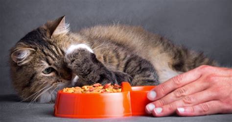 ¿por Qué Los Gatos Lloran Cuando Comen Razones Y Consejos Vida Con