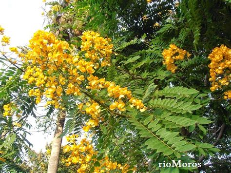 Cuidados Com A Planta Senna Spectabilis Ou Carnaval Noticias De Jardim