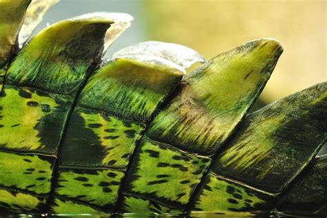 Crocodile Skin With Barbs Stock Photo Image Of Alligator 18903468