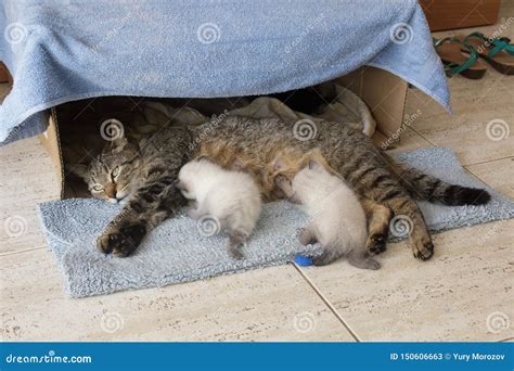 Beautiful Domestic Cat With Newborn Newborn Siamese Kittens Kittens