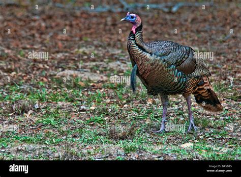 Wild Turkey Melagris Gallapavo Aransas National Wildlife Refuge