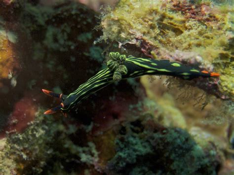 Nudibranch Nembrotha Kubaryana Elias Levy Flickr