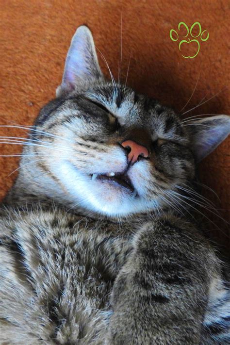 Why Is My Cat Having Trouble Breathing - Edward-has-Sims