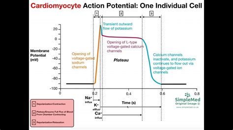 The Cardiomyocyte Action Potential Part 1 The Action Potential Graph