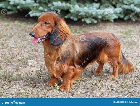 692 Red Long Haired Dachshund Photos Free And Royalty Free Stock Photos
