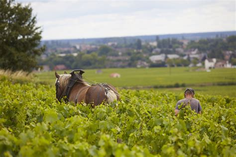 Charitybuzz 2 Night Stay At Domaine Drouhin With Historic Tours
