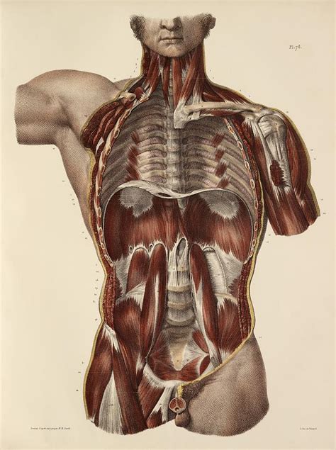 Trunk Muscle Anatomy Artwork By Science Photo Library