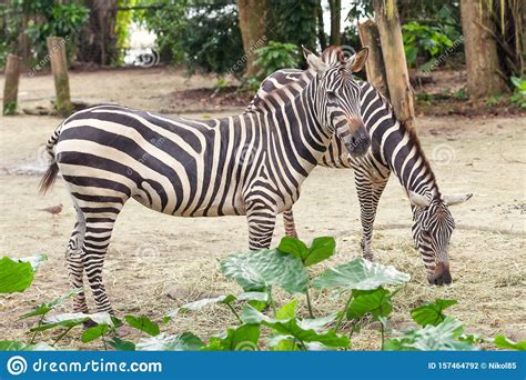 Two Beautiful African Striped Zebra In The Pasture Wildlife Stock