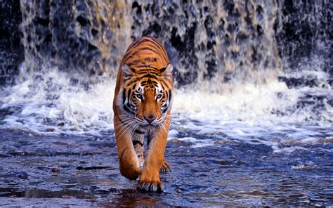 Tiger Waterfall Animal Wallpaper 611 1680x1050 Wallpaper Hd Wallpaper