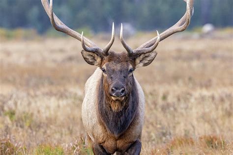 Elk Bull Head On Close Up Photograph By Tony Hake Fine Art America