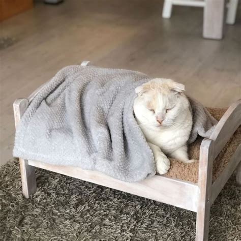 Cat Owners Turn Ikea Toy Furniture Into Adorable Pet Beds Pet Beds