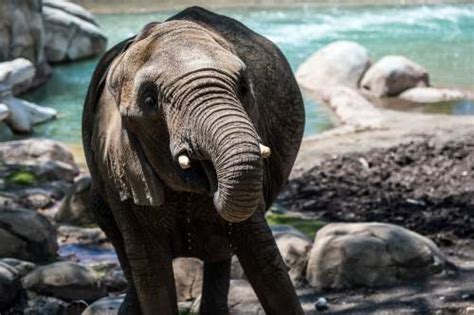 Utah Doctor Using Blood From Local Pachyderms Discovers Why Elephants Rarely Get Cancer The
