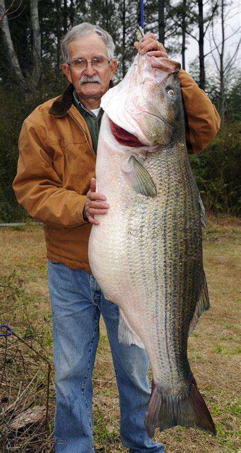 World Record Striped Bass Freshwater And Saltwater Stripers