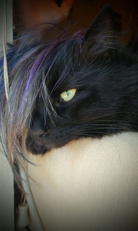 Emo Cat Its Not A Phase Mom Ifttt2ekzo5l Cats Funny Cat