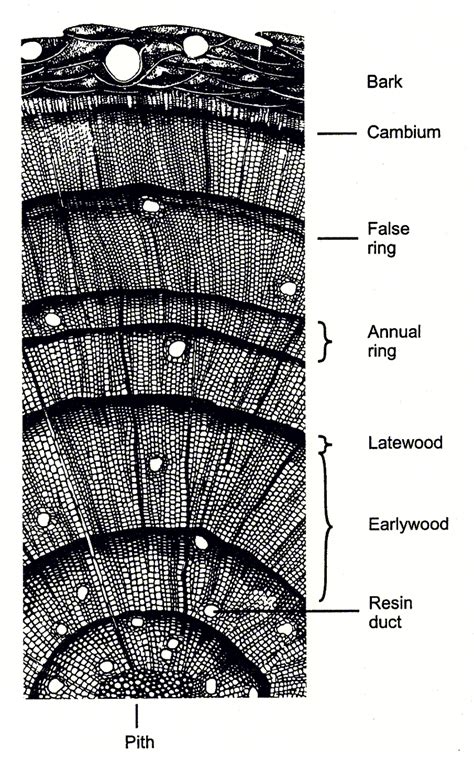 Below The Bark On The Outside Cambium And A Sequence Of Growth Rings Download Scientific