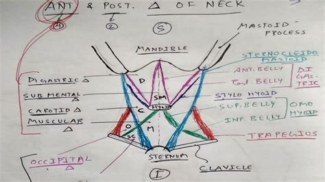 Occipital triangle labeled at right, and subclavian triangle labeled at bottom.) Anterior and posterior triangle of neck - YouTube