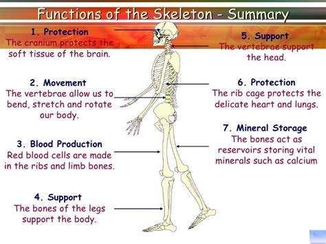 Lesson 1 Skeletal System