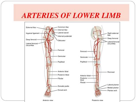 Ppt Arteries And Veins Of The Lower Limb Powerpoint Presentation Id