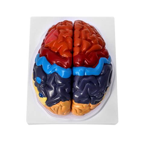 Buy Qwork Life Size Human Brain Anatomical Model Color Coded