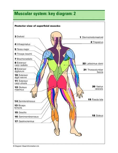 Muscular Diagram Human Body Systems Muscle Anatomy Muscular System