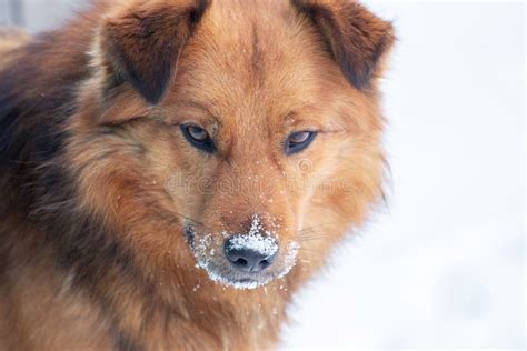 Big Brown Fluffy Dog With Snow Covered Snout Dog Portrait Close Up