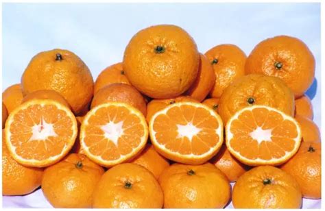 Fresh Baby Orange Nanfeng Honey Mandarin For Wholesale Buy Mandarin