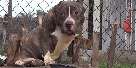 Scared Pit Bull Is So Grateful To Be Rescued Videos The Dodo