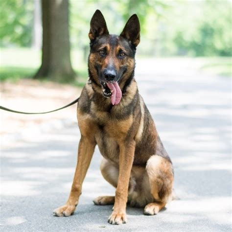 Maybe you would like to learn more about one of these? malinois mix | Tumblr