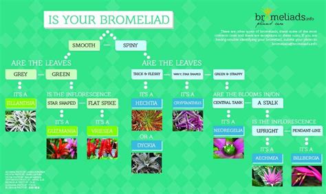 Bromeliad Identification Flow Chart Bromeliads Planting Flowers Plant Care