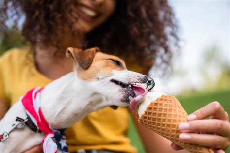 I'm considering studying either maths or physics at university. Can Dogs Eat Vanilla Ice Cream? (Health Risks & Alternatives)