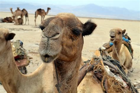 Camels At Rest Before A Trek Across The Ethiopian Desert Smithsonian