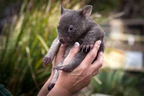 Isnt This The Cutest Baby Wombat Ever Thanks To Fb