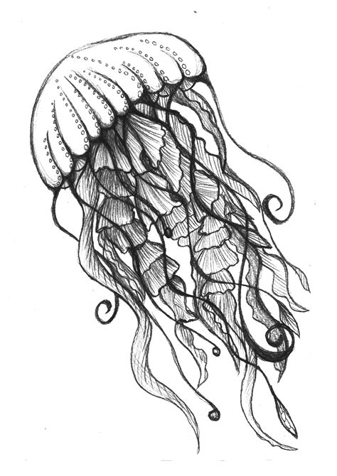 jellyfish drawing transparent | Octopus drawing, Seahorse drawing, Ocean drawing