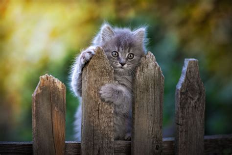 Cat Fence Pawn Wallpaperhd Animals Wallpapers4k Wallpapersimages