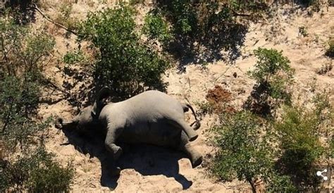 350 Elephants Mysteriously Die In Botswana Photos Wuzupnigeria General