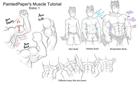 Big Muscles Tutorial Extra By Paintedpaper Tutorial How To Draw