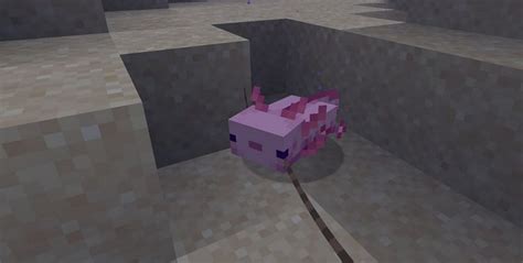 Axolotl In Minecraft Everything Players Need To Know In 2021