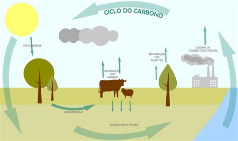 Ciclo Del Carbono Etapas Vrogue Co